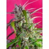 CRYSTAL CANDY AUTO · Sweet Seeds ·  semi di canapa · AutoFem