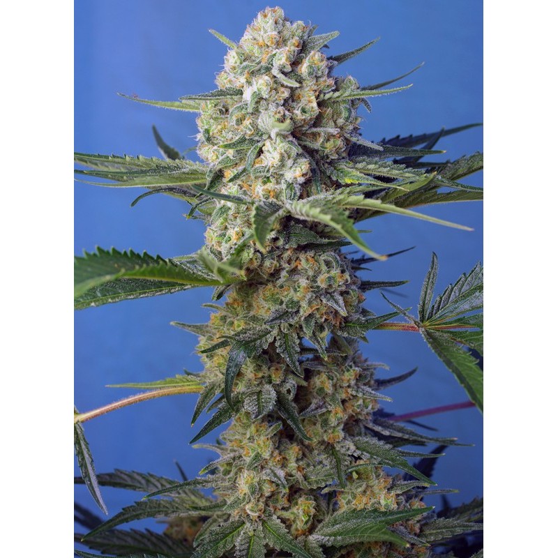 CRYSTAL CANDY F1 FAST VERSION · Sweet Seeds · semi di canapa · Fem