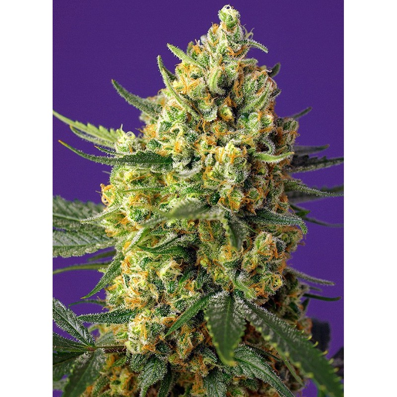 CRYSTAL CANDY XL AUTO · Sweet Seeds · semi di canapa · AutoFem