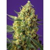 CRYSTAL CANDY XL AUTO · Sweet Seeds · semi di canapa · AutoFem