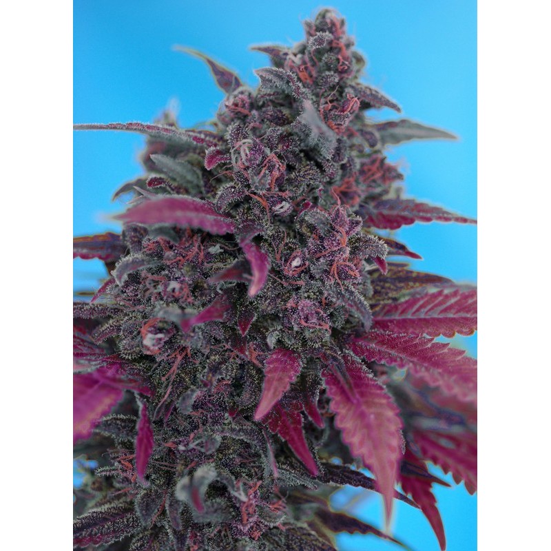 DARK DEVIL AUTO · Sweet Seeds · semi di canapa indiana · AutoFem