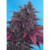 DARK DEVIL AUTO · Sweet Seeds · cannabis seeds · AutoFem