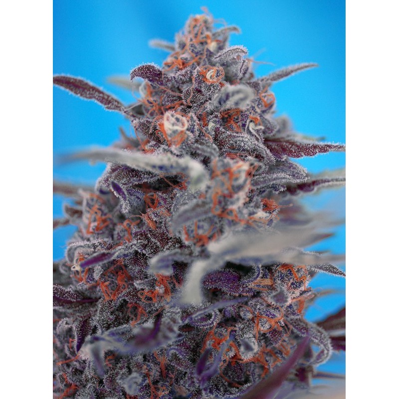 DEVIL CREAM AUTO · Sweet Seeds · semi di canapa · AutoFem