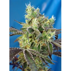 DOS-SWEET-DOS · Sweet Seeds · cannabis seeds · Fem
