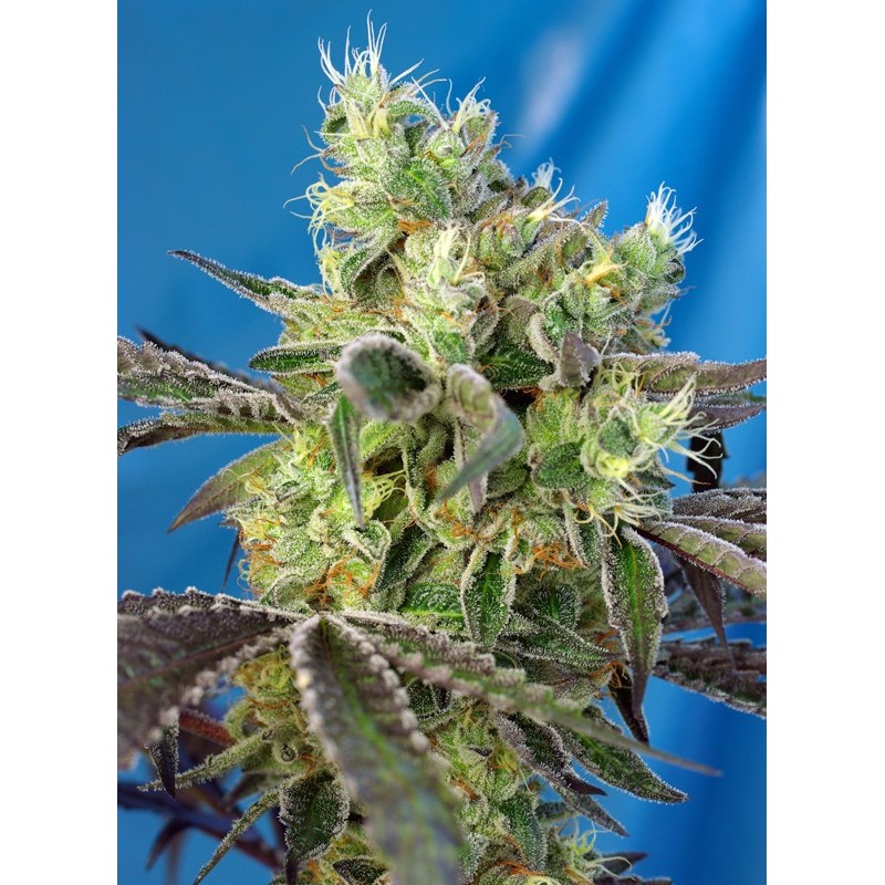 DOS-SWEET-DOS · Sweet Seeds · semi di canapa · Fem