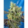 DOS-SWEET-DOS · Sweet Seeds · semi di canapa · Fem