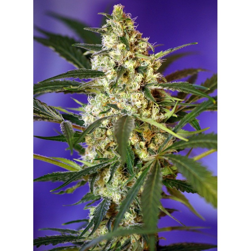 FAST BUD 2 AUTO · Sweet Seeds · semi di canapa · AutoFem