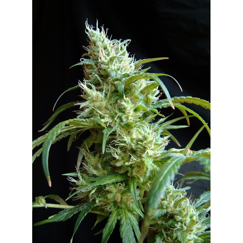 FLASH BACK 2 · Sweet Seeds · semi di canapa · Fem