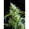 FLASH BACK 2 · Sweet Seeds · semi di canapa · Fem
