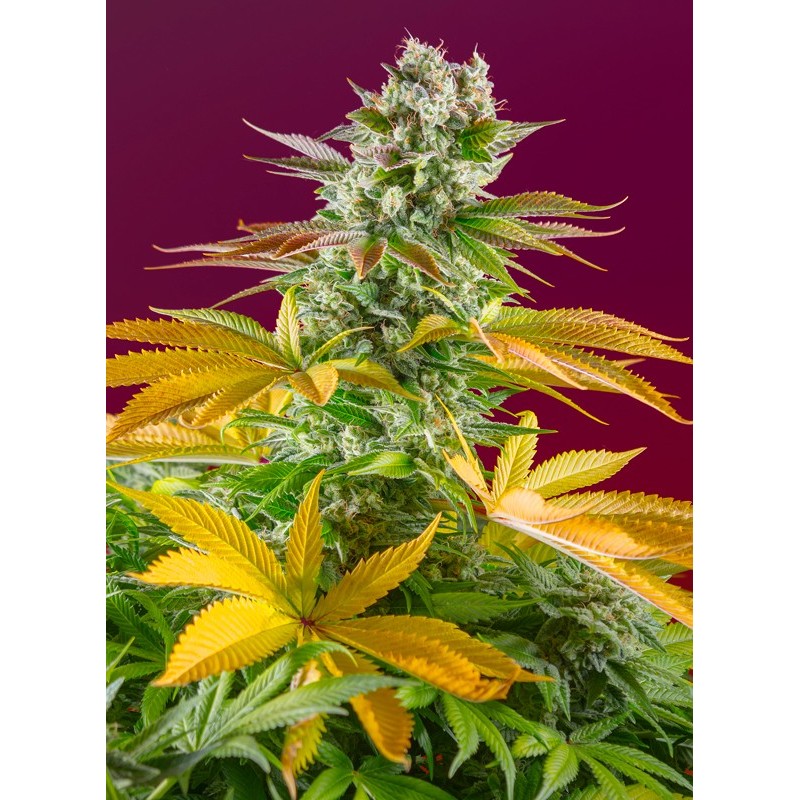GORILLA GIRL F1 FAST VERSION · Sweet Seeds · semi di canapa · Fem