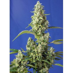 GORILLA GIRL XL AUTO  ·...