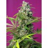 GORILLA GIRL · Sweet Seeds · semi di canapa indiana · Fem