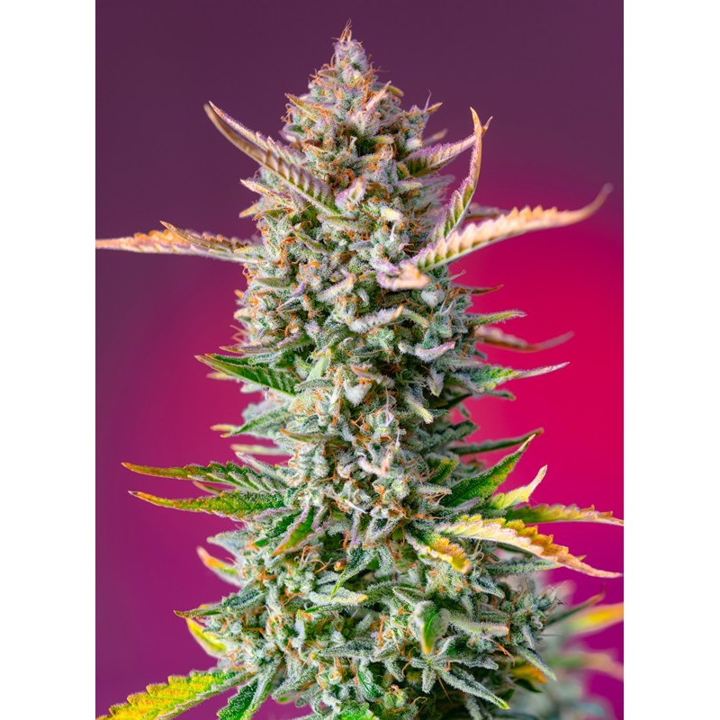GORILLA SHERBET F1 FAST VERSION · Sweet Seeds · semi di canapa · Fem