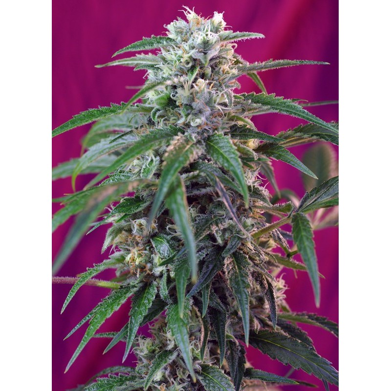 GREEN POISON AUTO · Sweet Seeds · semi di canapa · AutoFem