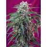 GREEN POISON AUTO · Sweet Seeds · semi di canapa · AutoFem