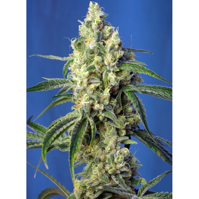 GREEN POISON CBD · Sweet Seeds · cannabis seeds · Fem