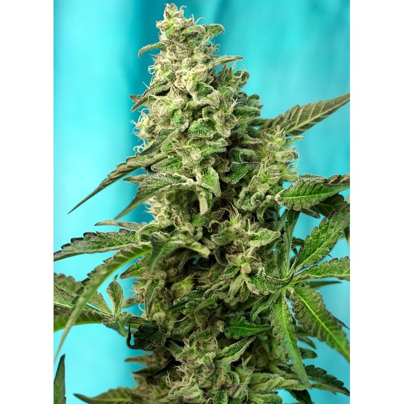 GREEN POISON F1 FAST VERSION · Sweet Seeds · sementes de maconha · Fem