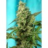 GREEN POISON F1 FAST VERSION · Sweet Seeds · semi di canapa indiana · Fem