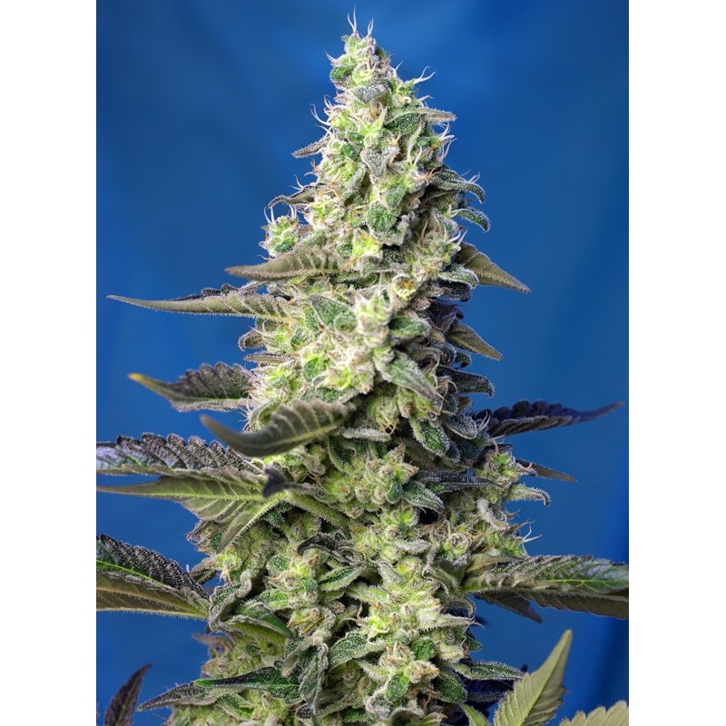 GREEN POISON XL AUTO · Sweet Seeds · semi di canapa · AutoFem