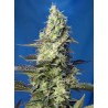 GREEN POISON XL AUTO · Sweet Seeds · semi di canapa · AutoFem