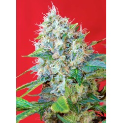 GREEN POISON · Sweet Seeds · cannabis seeds · Fem