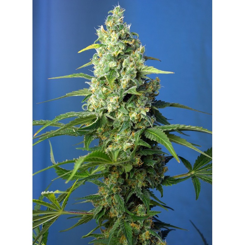 HONEY PEACH AUTO CBD · Sweet Seeds · semi di canapa · AutoFem