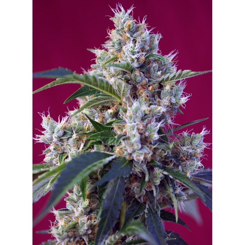 INDIGO BERRY KUSH · Sweet Seeds · semi di canapa · Fem