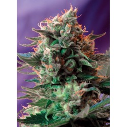 JACK 47 F1 FAST VERSION · Sweet Seeds · cannabis seeds · Fem