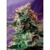 JACK 47 F1 FAST VERSION · Sweet Seeds · cannabis seeds · Fem