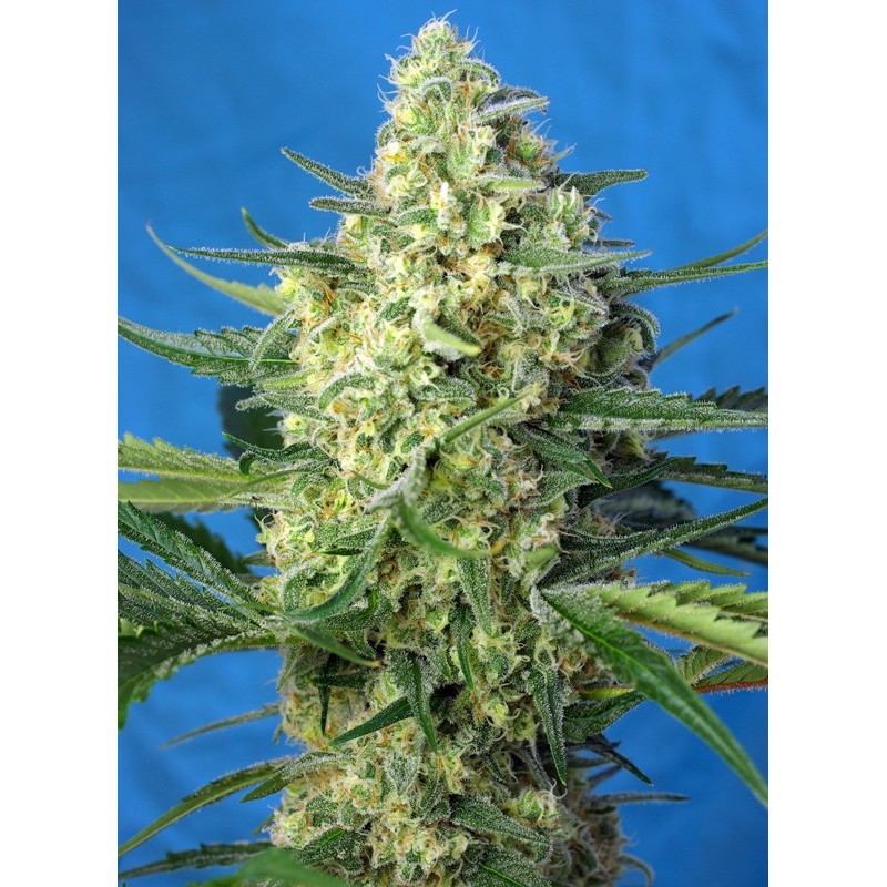 JACK 47 XL AUTO · Sweet Seeds · semi di canapa · AutoFem