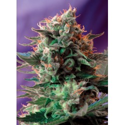 JACK 47 · Sweet Seeds · cannabis seeds · Fem