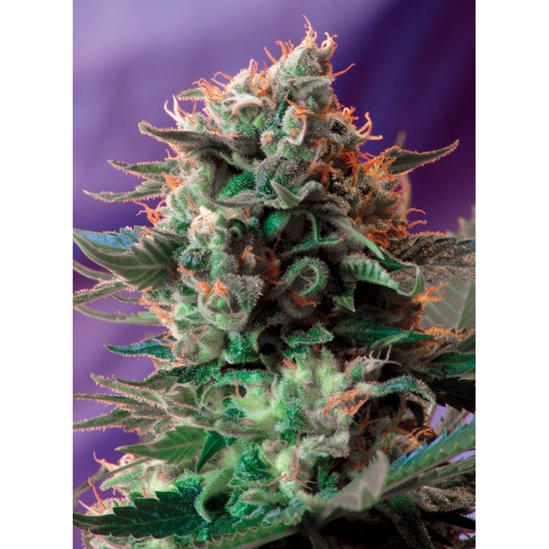 JACK 47 · Sweet Seeds · semi di canapa · Fem