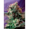 JACK 47 · Sweet Seeds · semi di canapa · Fem
