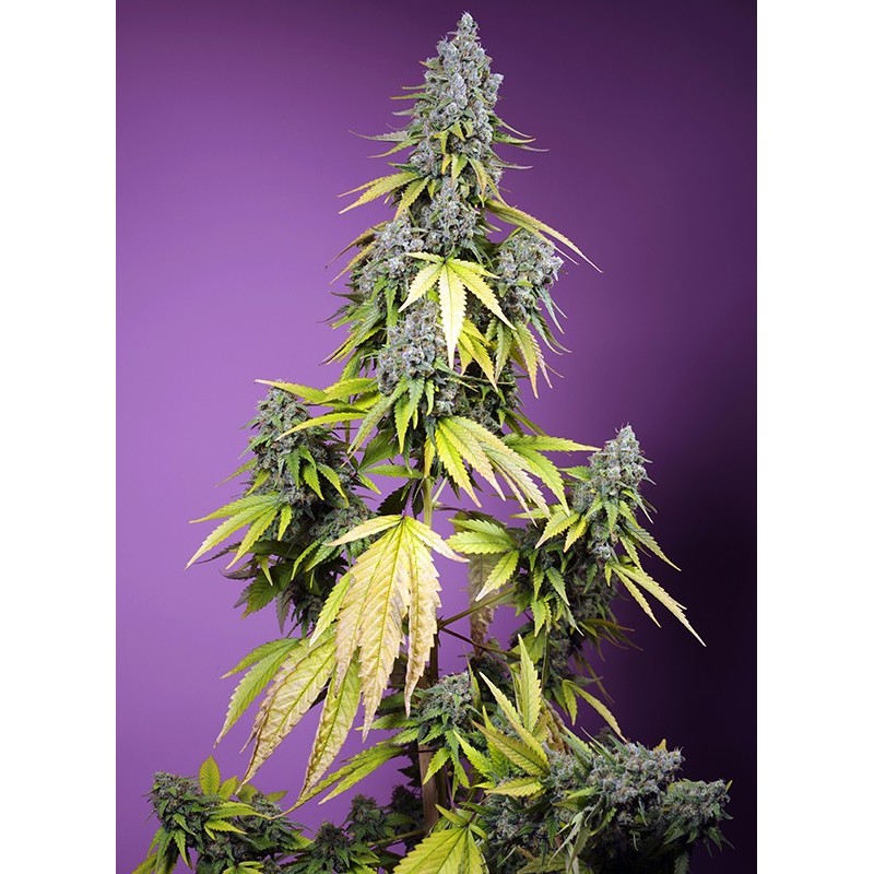 JET FUEL MANDARINE XL AUTO · Sweet Seeds · semi di canapa · AutoFem