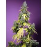 JET FUEL MANDARINE XL AUTO · Sweet Seeds · semi di canapa · AutoFem