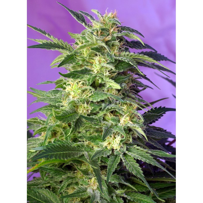 KILLER KUSH AUTO · Sweet Seeds · semi di canapa indiana · AutoFem