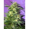 KILLER KUSH AUTO · Sweet Seeds · semi di canapa indiana · AutoFem