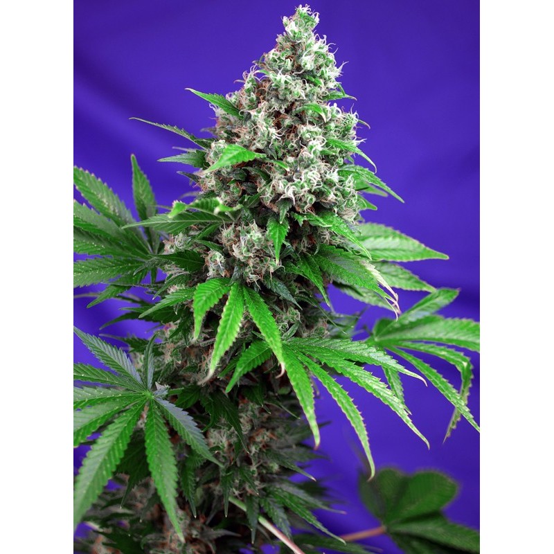 KILLER KUSH F1 FAST VERSION · Sweet Seeds · semi di canapa indiana · Fem