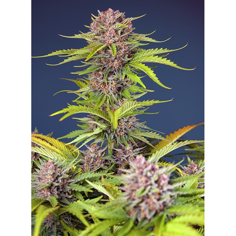 MIMOSA BRUCE BANNER XL AUTO · Sweet Seeds · semi di canapa · AutoFem