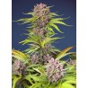 MIMOSA BRUCE BANNER XL AUTO · Sweet Seeds · semi di canapa · AutoFem