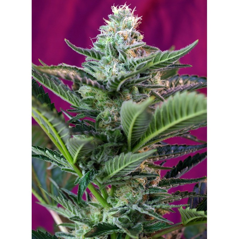 MOHAN RAM AUTO · Sweet Seeds · semi di canapa · AutoFem