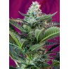 MOHAN RAM AUTO · Sweet Seeds · semi di canapa · AutoFem