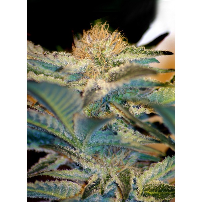 MOHAN RAM · Sweet Seeds · semi di canapa · Fem