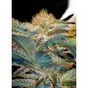 MOHAN RAM · Sweet Seeds · semi di canapa · Fem