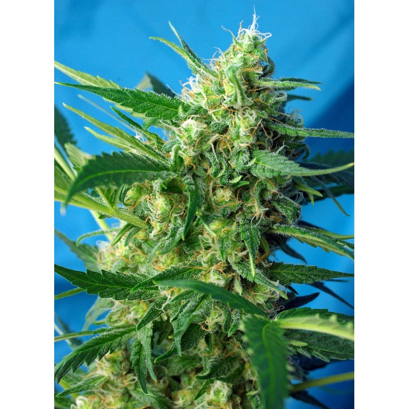 NYC DIESEL AUTO · Sweet Seeds · semi di canapa · AutoFem