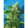 NYC DIESEL AUTO · Sweet Seeds · semi di canapa · AutoFem