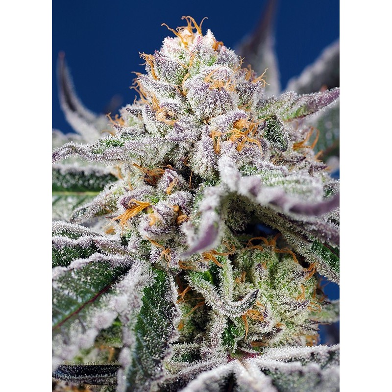 ORANGE APRICOT GLUE XL AUTO · Sweet Seeds · semi di canapa · AutoFem