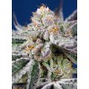 ORANGE APRICOT GLUE XL AUTO · Sweet Seeds · semi di canapa · AutoFem
