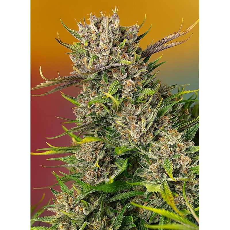 PAPAYA ZOAP AUTO · Sweet Seeds · semi di canapa · AutoFem