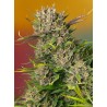 PAPAYA ZOAP AUTO · Sweet Seeds · semi di canapa · AutoFem